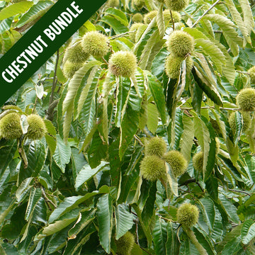 Image of Blight Resistant Chestnut leaves. (Chestnut Bundles)